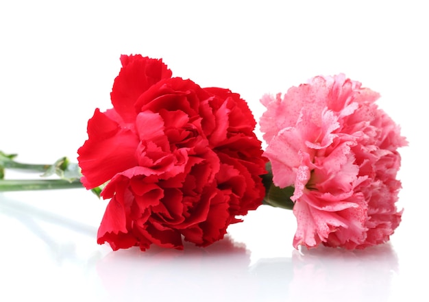 Two carnation isolated on white