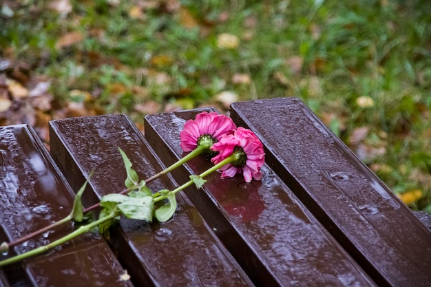 雨の中で濡れたベンチに2つのカーネーション