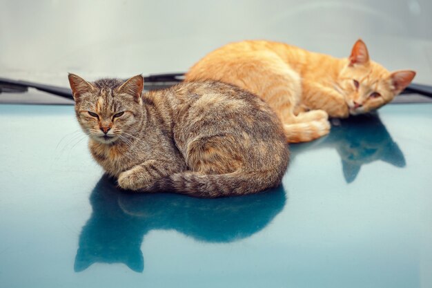 Due gatti si stanno crogiolando sul cofano di un'auto