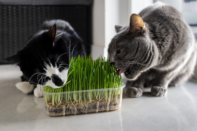 Two cats are eating grass from a container