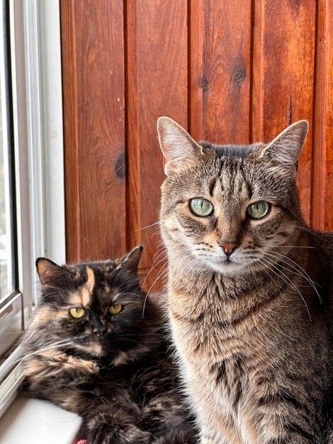 写真 2匹の猫が互いに見つめ1匹は黒と茶色です