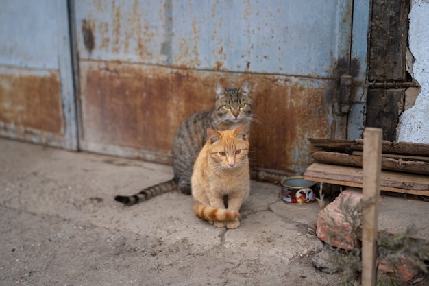 Фото Две кошки сидят на земле.