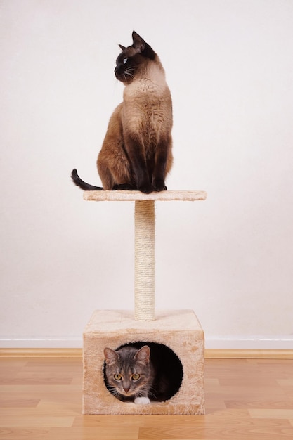 Two cats on cat tree