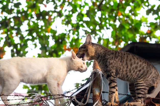 Two cats conflict on the wall.