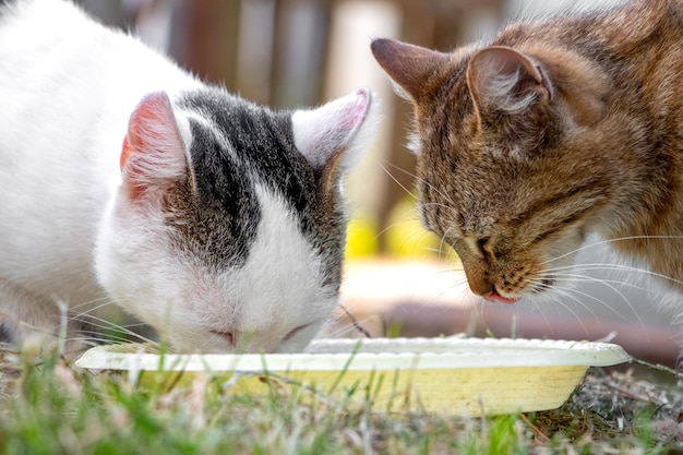 2匹の猫が自然の中の皿から猫の食べ物を食べる