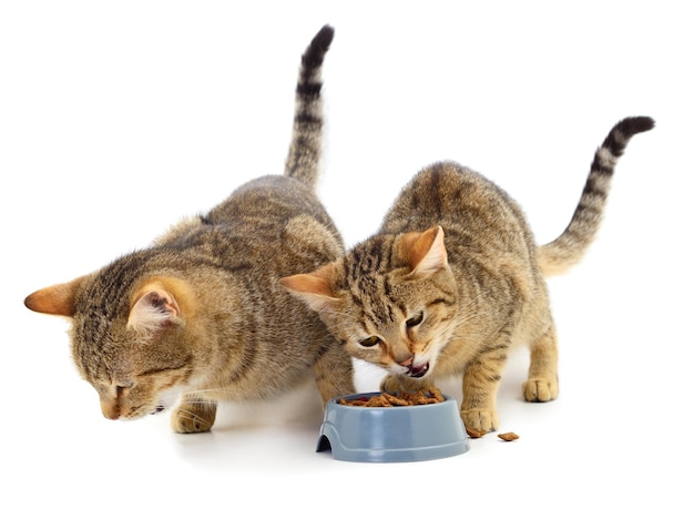 Two cats eat from a bowl