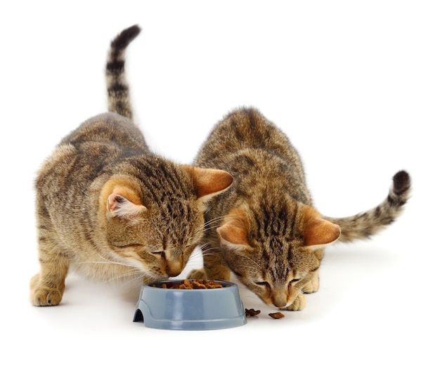 Two cats eat from a bowl