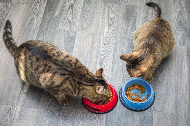 2匹の猫が台所の床で一緒に食べる