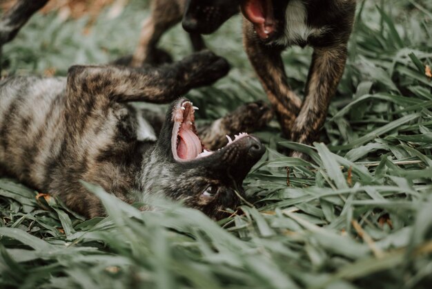 Two cats on a field