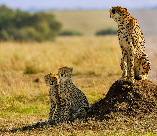 Two cats in a field