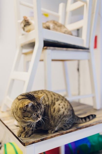 Due amici gatti razze di maine coon e calicò seduti sotto e sopra una sedia guardando attraverso la finestra nel soggiorno di casa.