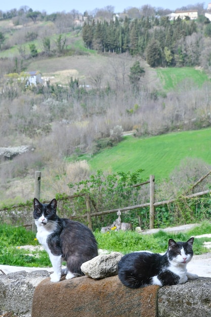 Photo two cats in an italian landscape of the molise region