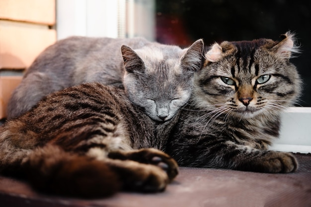 友達猫の友情としてお互いに寄りかかっている2匹の猫