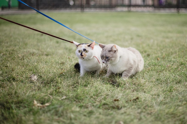 Two cats on a leash on a leash