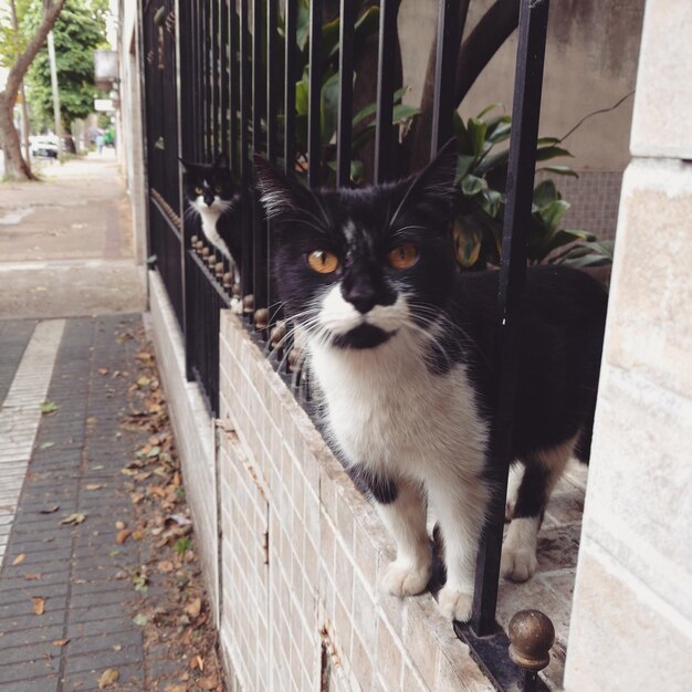 Фото Две кошки смотрят на камеру со стены
