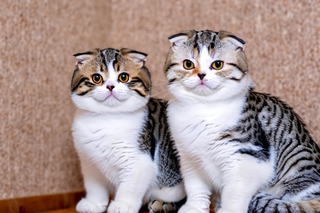 Two cats looking at the camera, one is looking up.