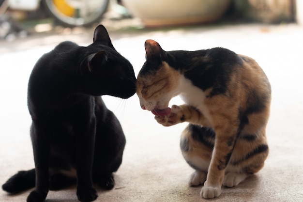 Two cats loving each other