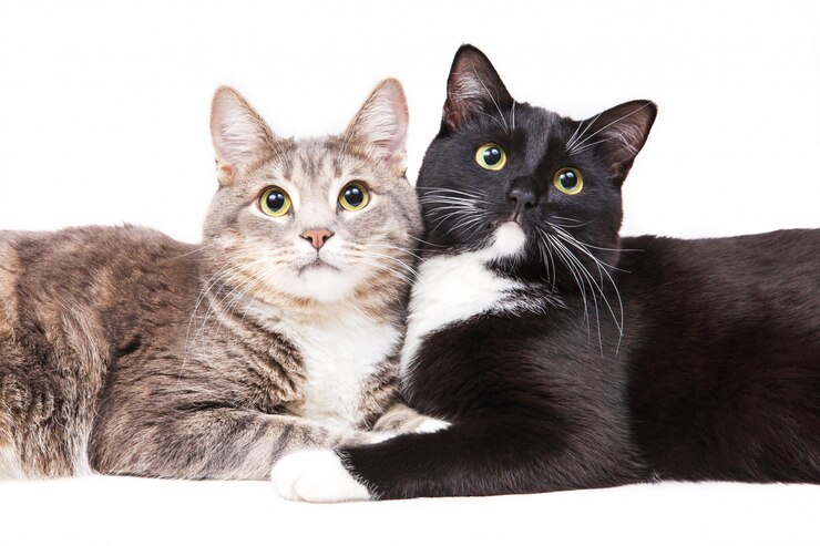 白い背景に横たわっている2匹の猫。ペットと動物。