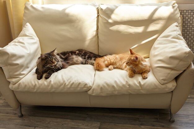 Two cats lying on white sofa at home i