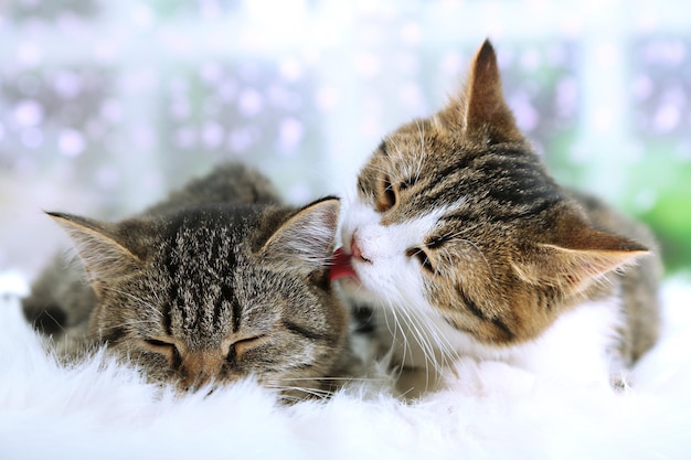 Two cats on plaid closeup