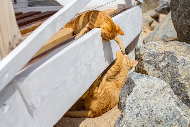 2匹の猫が夏にビーチで遊んで