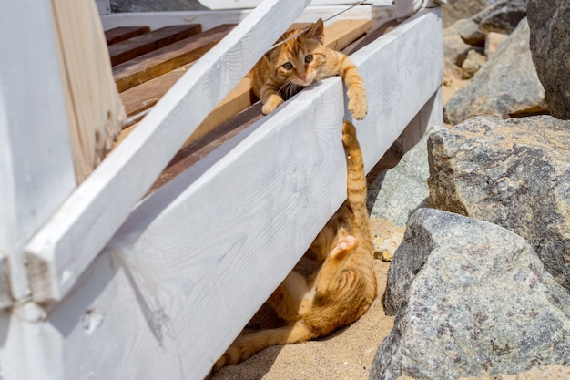 Two cats playing in summer on a beach.