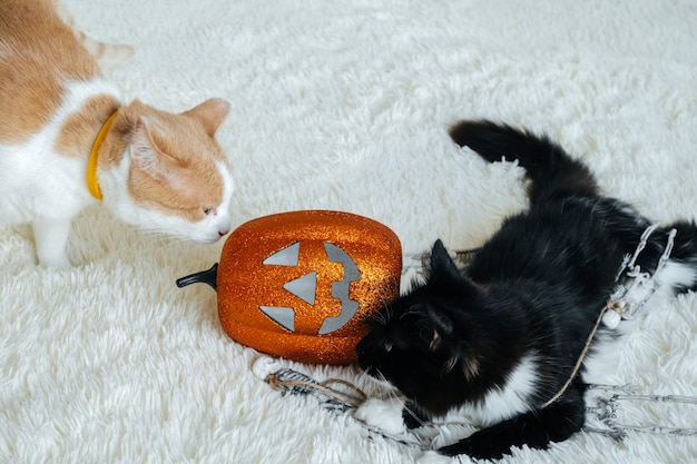 Two cats playing with Halloween decorations