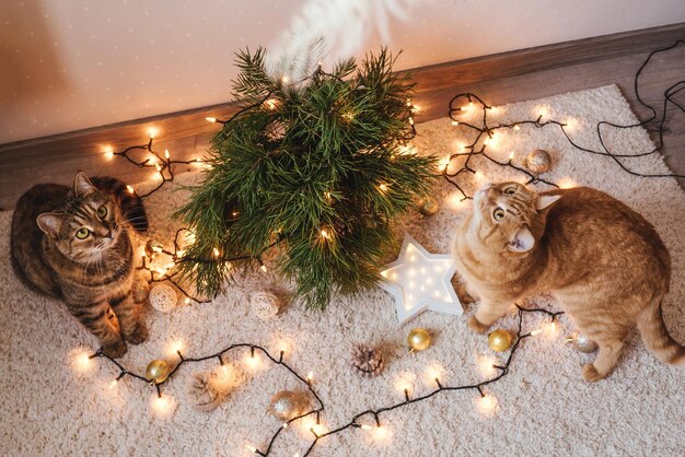 Two cats plays near the christmas tree