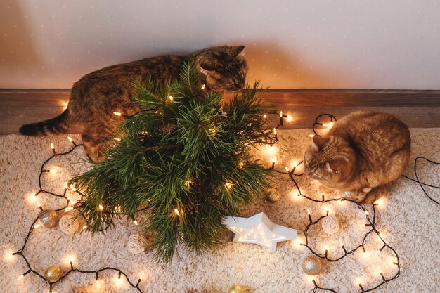 Two cats plays near the christmas tree