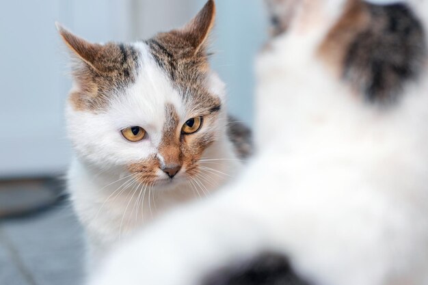 部屋の中で 2 匹の猫が対立しています。