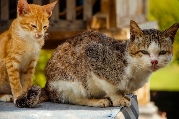 Two cats at the The Royal Family Temple in Bali. Indonesia