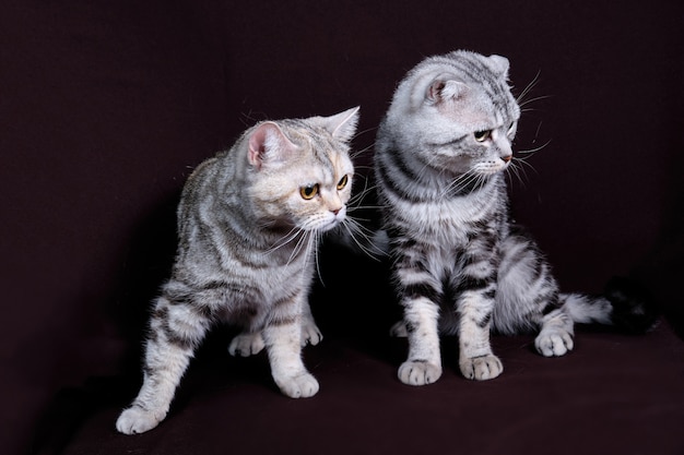 Two cats, Scottish fold marble on silver, Scottish straight, portrait on a dark background.