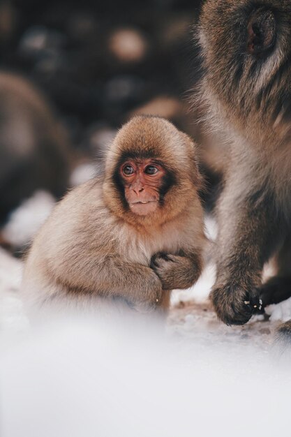 写真 雪の上に座っている2匹の猫