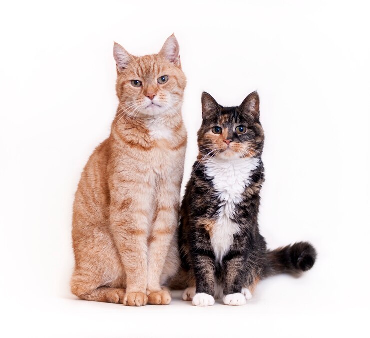 並んで座っている2匹の猫白い壁