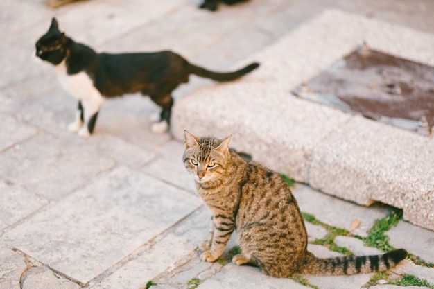 通りに座っている2匹の猫