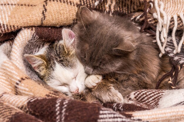 2匹の猫が格子縞の下で抱き締めて眠る_