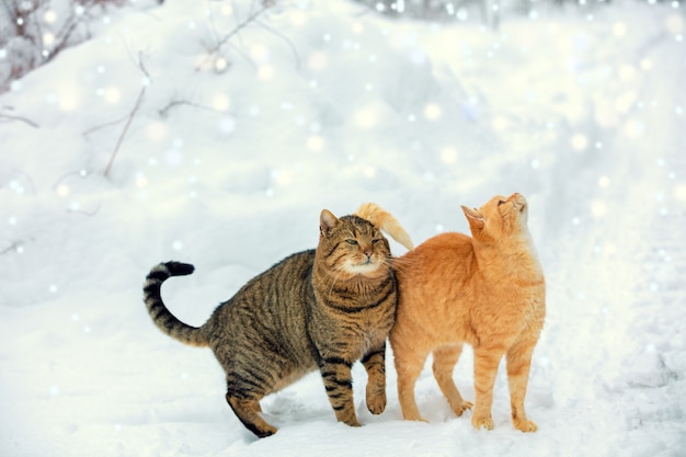 Two cats walk on snow during a snowfall