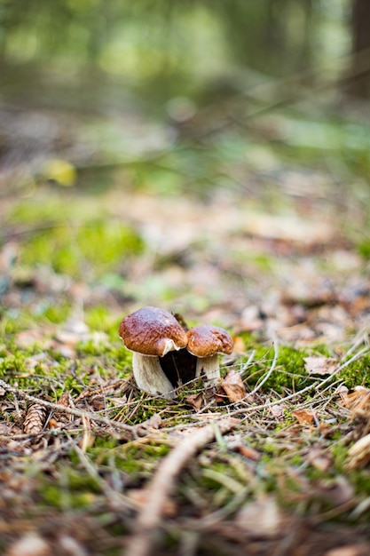 Два белых гриба или подберезовики, растущие на пышном зеленом мхе в лесу Boletus edulis