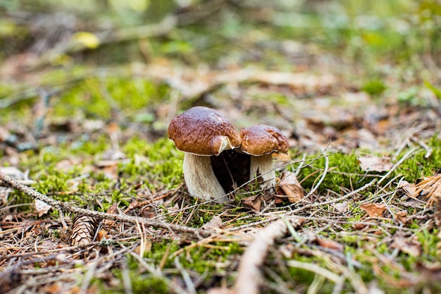 ヤマドリタケの森の緑豊かな苔の上で育つ2つのCepまたはBoletusキノコ