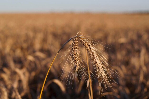 two cereal ears and golden wheat field in summer