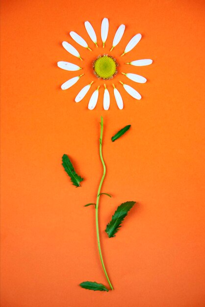 2つのカモミールの花は、色付きのオレンジ色の背景に水平に横たわっています。 1つの花にはすべての花びらがあり、もう1つの花には数枚の花びらしかありません。