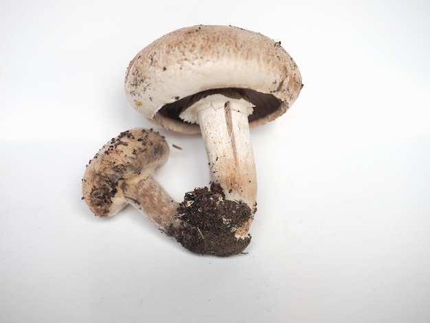 Two champignon mushrooms