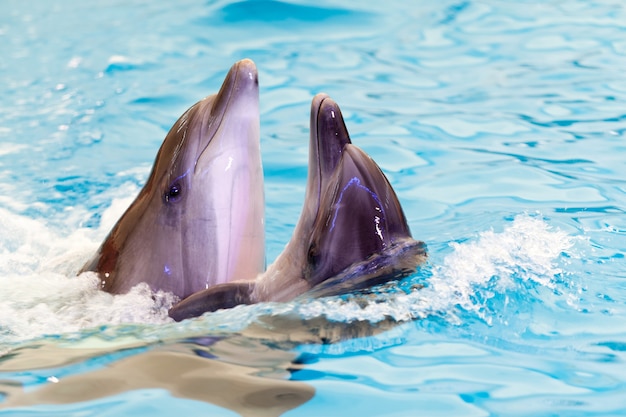 Two cheerful friends dolphins swims together in blue water in the sea or in the pool. The concept of smart dolphins and training. Dolphinarium concept