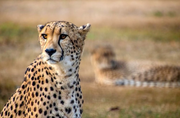 Two Cheetah resting