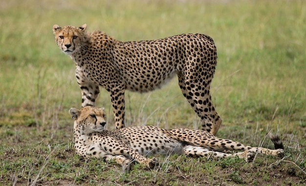 Two cheetah in the savanna.