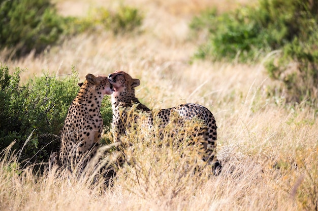 Two cheetahs brush each other after the meal