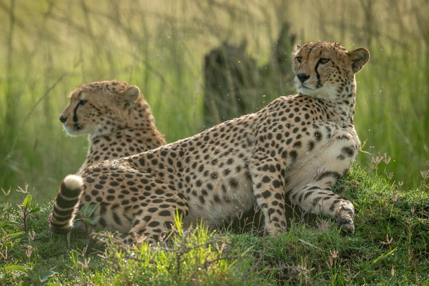 Photo two cheetahs lie backlit on grassy mound