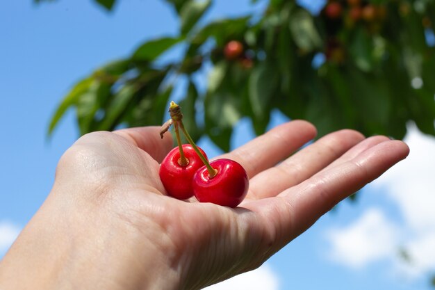 Two cherries on a woman's palm against the background of a summer garden. Delicious red ripe berries, a healthy delicacy.