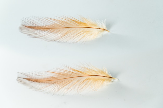 Two chicken feather