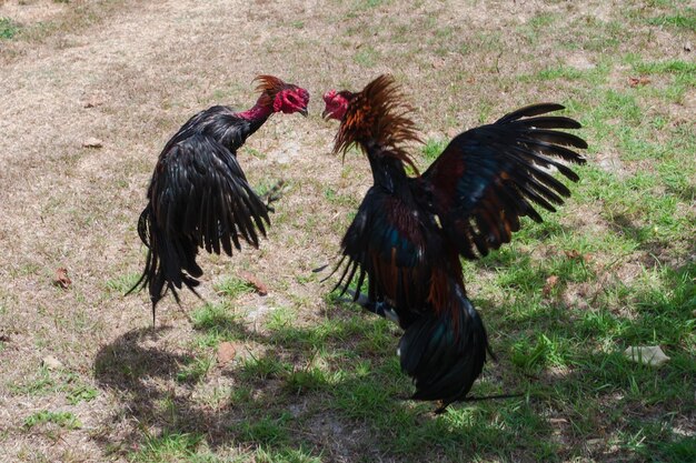 Photo two chicken on a land